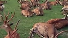 NARA DEER PARK JAPAN