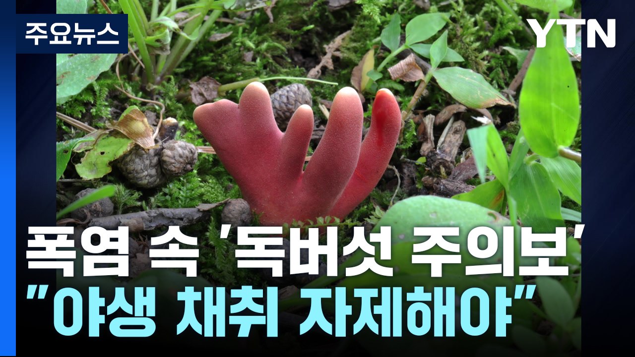 [날씨] 찜통 더위에 잘 자라는 야생 버섯.. '독버섯 주의보' / YTN