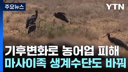 기후 변화로 농어업 피해 극심...마사이족 생계수단도 바꿔 / YTN