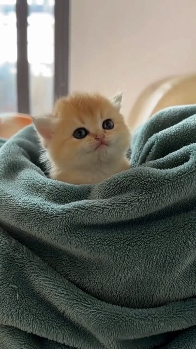 Cutie cat_720p_(HD)