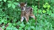 This sweet little fawn looks lost.lets hope it finds it's way back to mom soon #wildlife