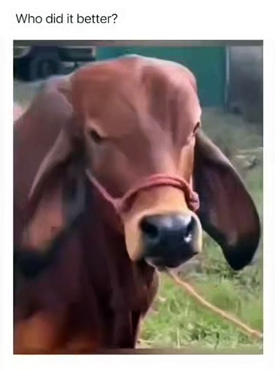 Mischief Moments #dailymotion #viral