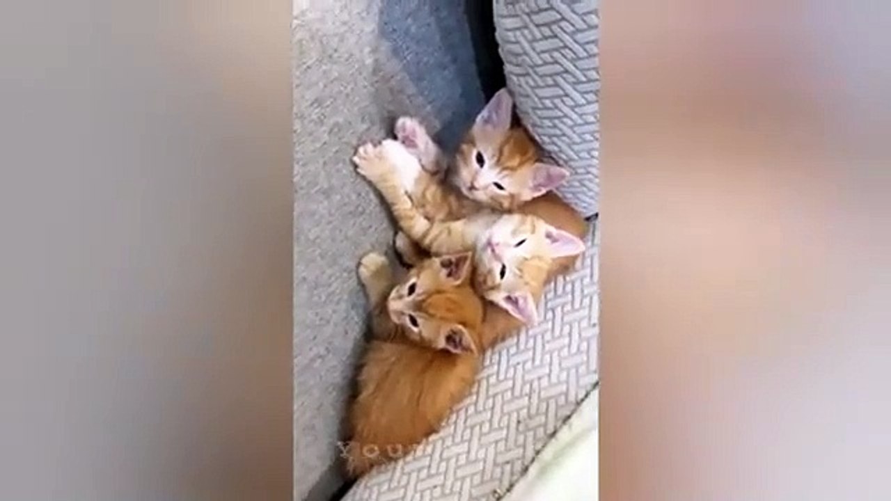 12 minutes of adorable cat and kittens videos to keep you smiling