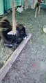 Cow Sits and Hangs Out in Chicken House