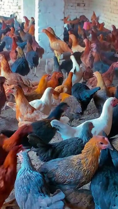 Hen farming