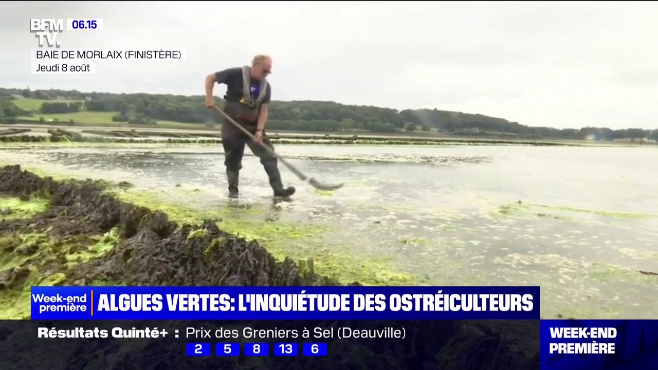 Prolifération d'algues vertes: l'inquiétude des ostréiculteurs