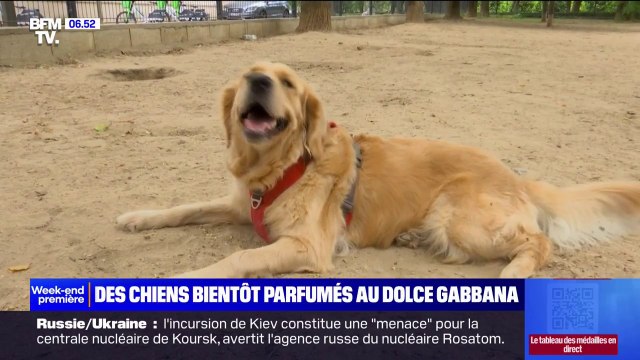 Le tout nouveau parfum pour chiens de Dolce & Gabbana laisse déjà dubitatif