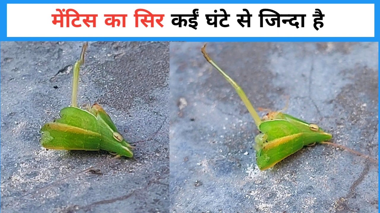 मेंटिस का सिर अभी भी जिन्दा है बाकी शरीर छिपकली खा गयी | #towardthenature