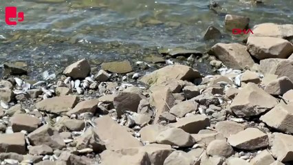 Devegeçidi Baraj’ında ‘Asya sazanı’ ölümü