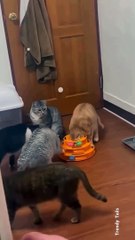 Cat Playing Funny Games