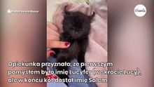 Zamieszcza zdjęcie adoptowanego kociaka. Kiedy internauci widzą jego uszy, publikują dziesiątki komentarzy