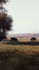 What lives beyond the curtains surrealism shorts funny