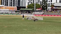 Ekka sheep dog trial final | Queensland Country Life | August 2024