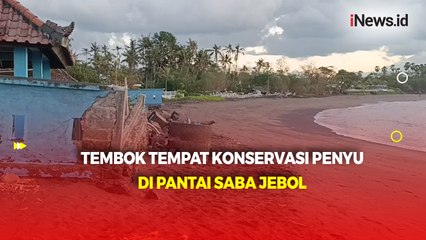 Gegara Abrasi, Tembok Tempat Konservasi Penyu di Pantai Saba Gianyar Bali Jebol