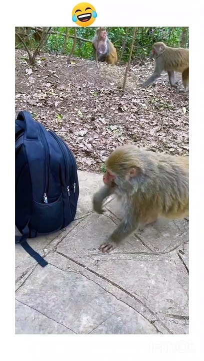 Monkey 