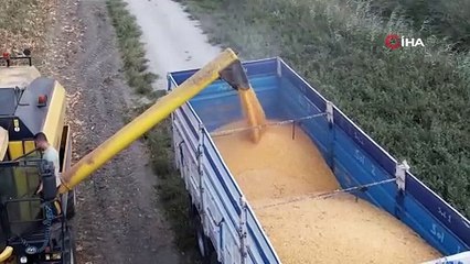 Sıcak hava mısırda koçan boyunu küçülttü, verimi düşürdü