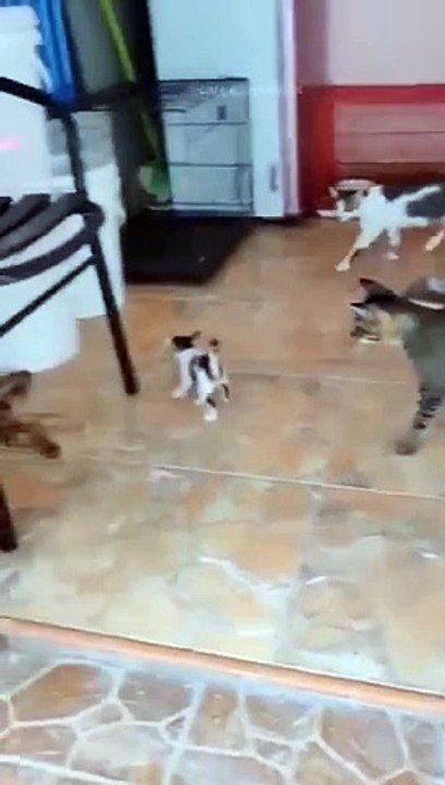 funny cats episode 90