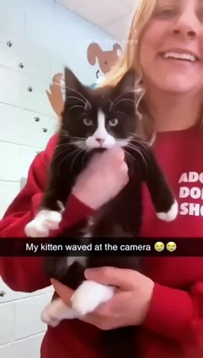 funny cats episode 88