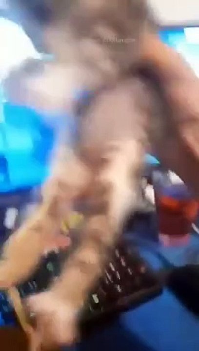 funny cats episode 89