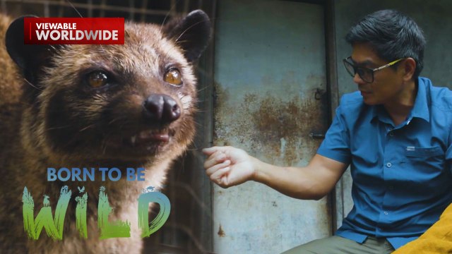 Civet cat na may nabubulok na pangil, biglang nangagat habang nire-rescue?! | Born to be Wild