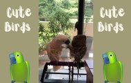 Funny Pets: Talking Birds That Will Crack You Up