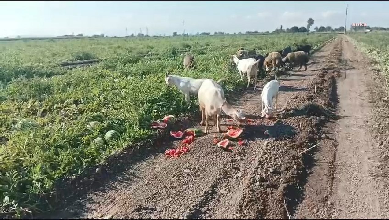 Kavunları koyunların yediği Karacabey'de üretici soruyor: “Bu memleketin Tarım Bakanı var mı?"