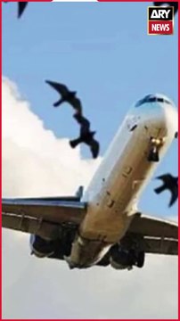 38 PIA planes hit by birds in first six months of 2024- report #PIA #Birds #LatestNews #shorts
