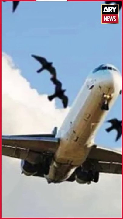 38 PIA planes hit by birds in first six months of 2024- report #PIA #Birds #LatestNews #shorts