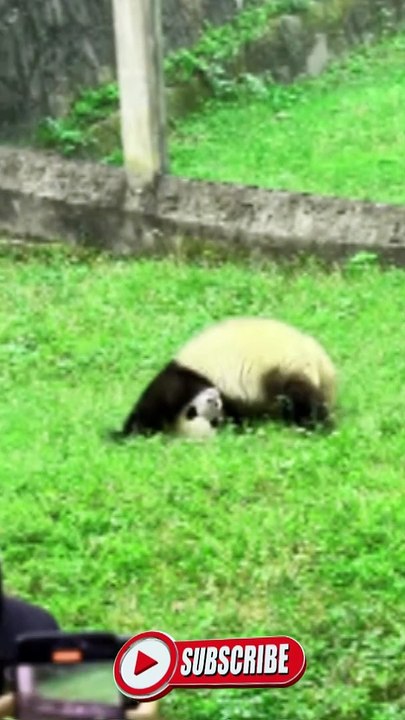Panda masti