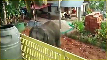 Angry-Elephants-Rampage-in-Public-Areas-_39