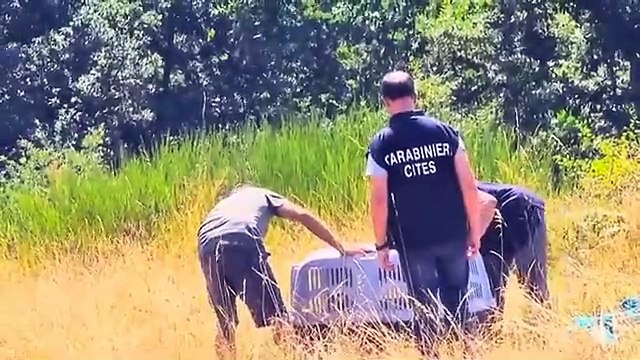 Il grifone intossicato dal piombo torna libero: il video del primo volo