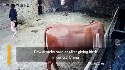 Terrifying-moment-cow-attacks-four-year-_36