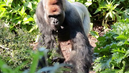 Wild Animals I Animals names and sound I animals name for kids