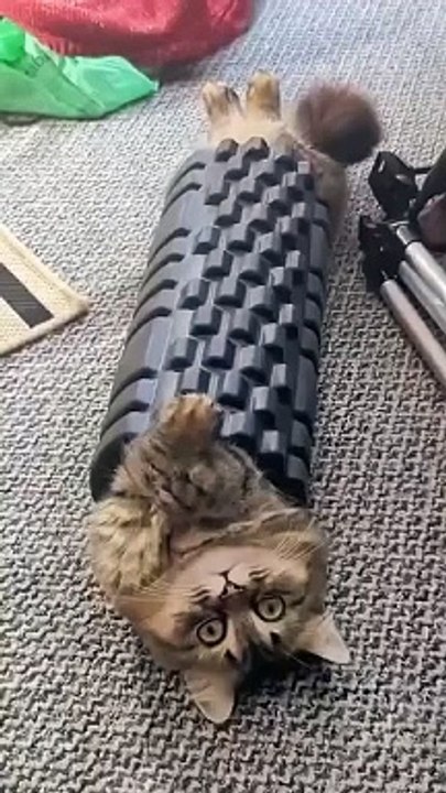 funny cats episode 95
