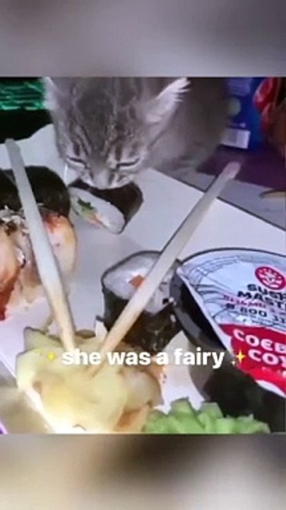 funny cats episode 96