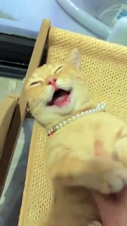 Laughing Budha_720p_(HD)