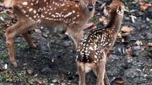 Nara deer park Japan  #wildlife #animals