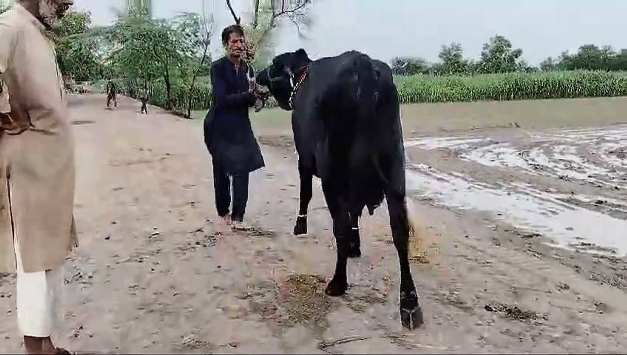 Animal cow video