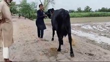 Animal cow video