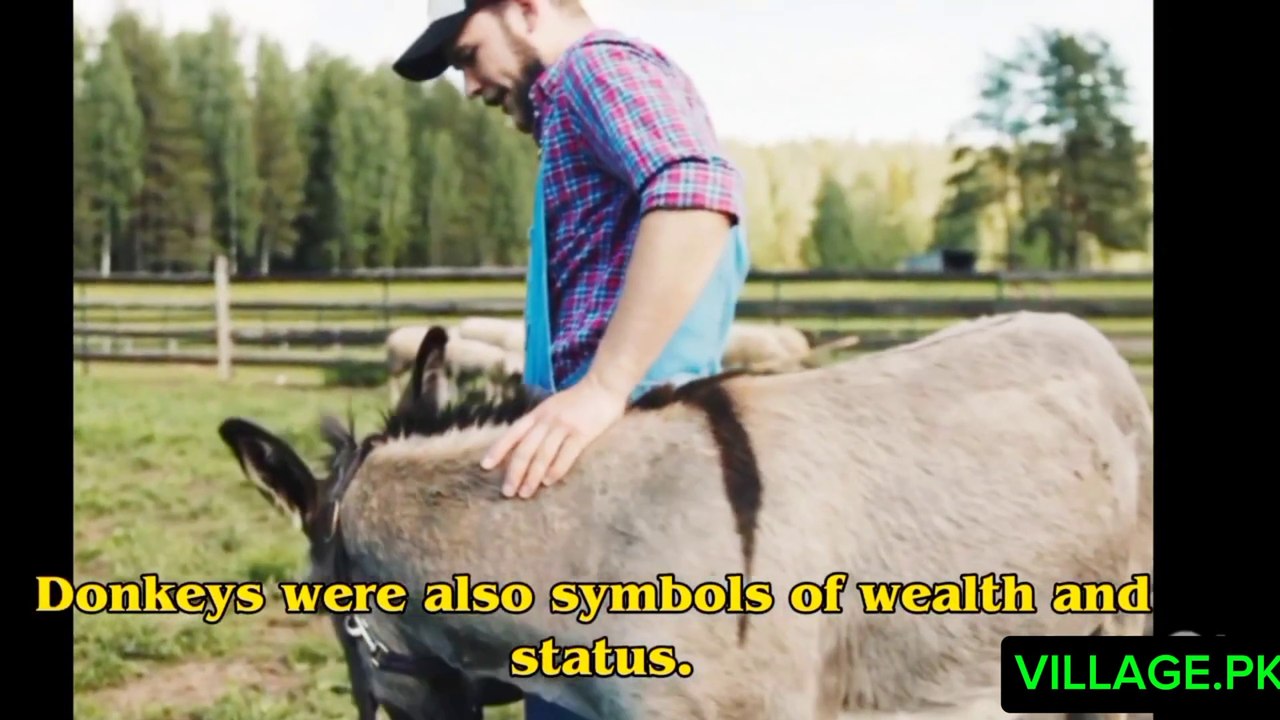 History of donkey |  Donkey in the world |