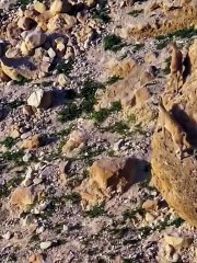 wildlife वन्य जीवन - जंगली जानवरों की आकर्षक दुनिया | Wildlife Documentary