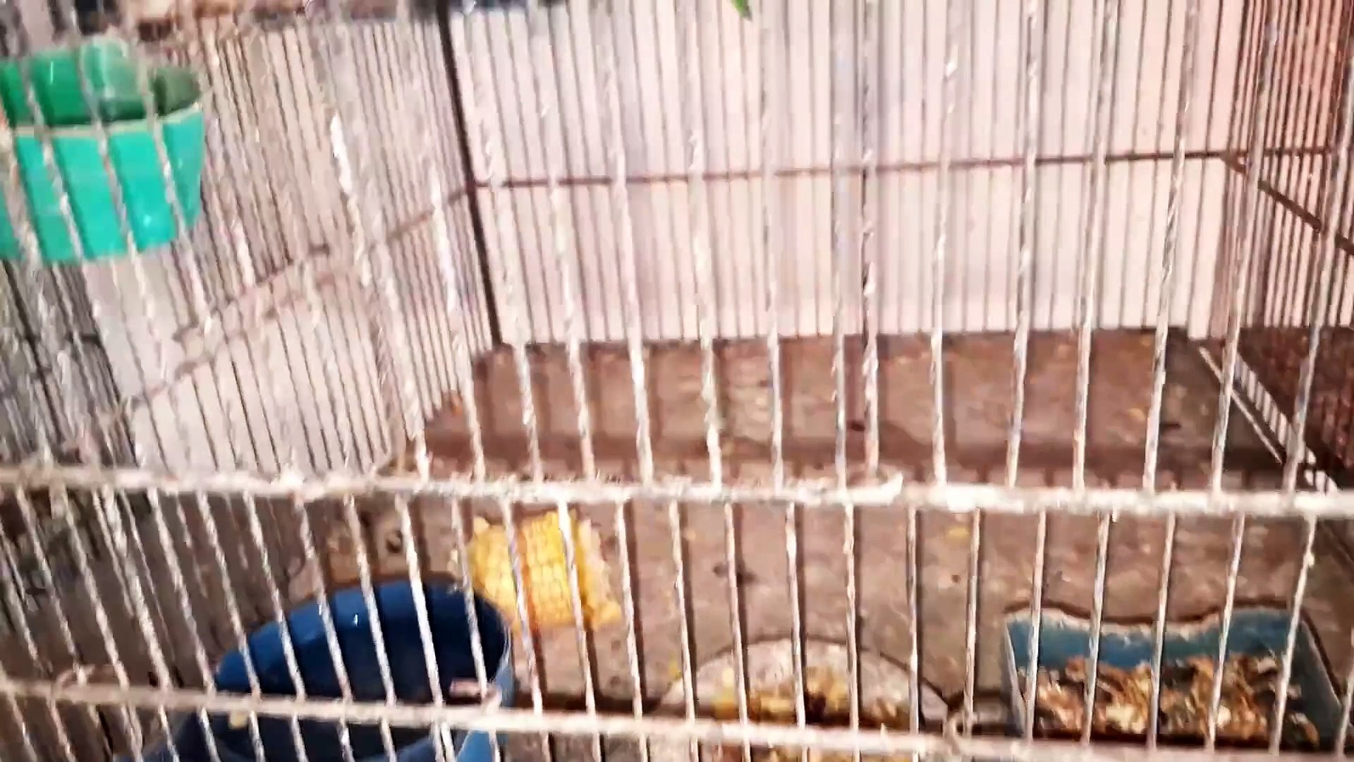 Lovebirds Progress Video Nexus Pets & Animals