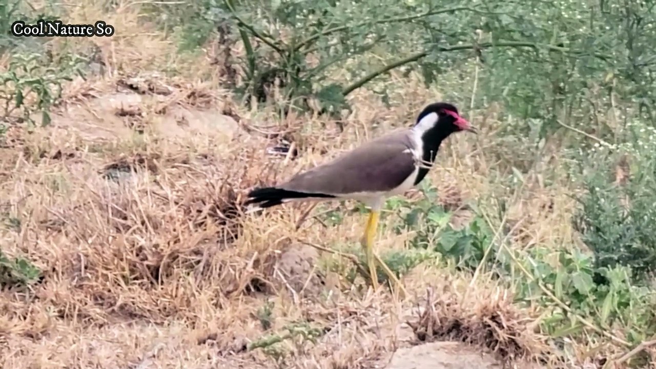 Red Wattled Lapwing Bird Sound for CNS 11 Aug 2024