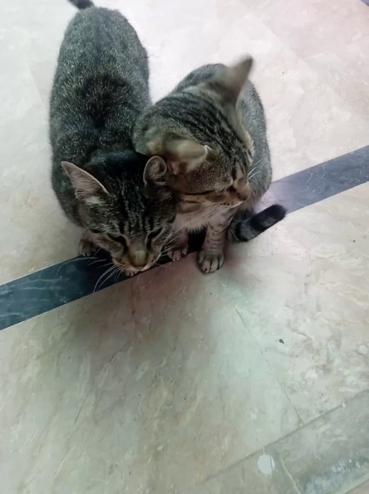 Cat playing in garige