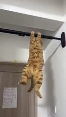 Hilarious Hits | Funny Cat #dailymotion #viral #viralvideo