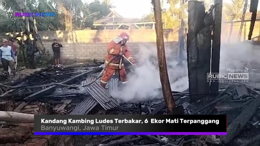 Kandang Kambing Ludes Terbakar di Desa Kedungwungu Banyuwangi, Petugas Temukan Enam Ekor Kambing Mati Terpanggang