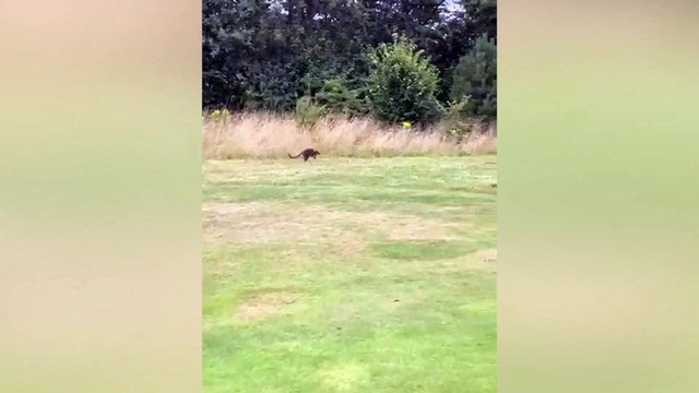 Wallaby dubbed 'Holly Wallaby' spotted roaming fairways - of English golf club