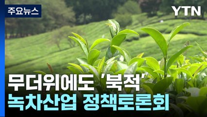 무더위에도 녹차밭은 '북적'...녹차산업 정책토론회 / YTN