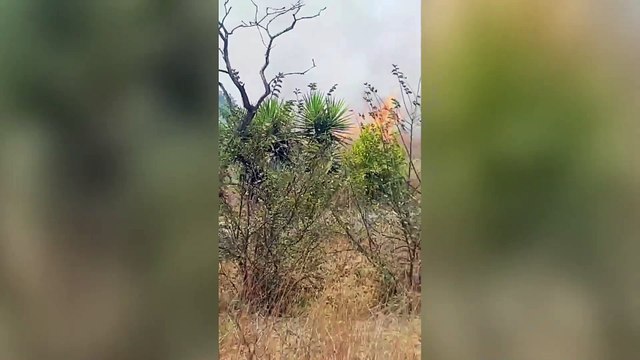 L'incendio alla Pisana ripreso da un passante: «Guarda che roba. Le fiamme si avvicinano a quella casa...»