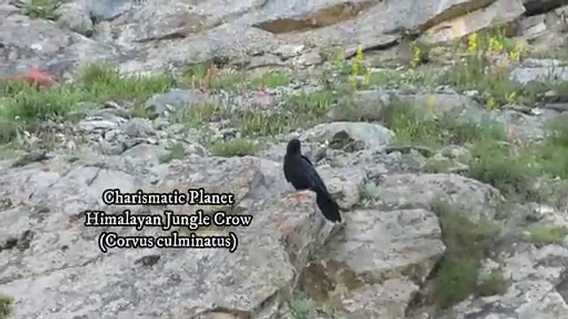 Himalayan Jungle Crow (Corvus culminatus)